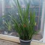 Large Lucifer Plant Image 7