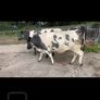 4 Belgian Blue in calf Heifers Image 5