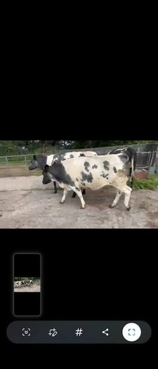 4 Belgian Blue in calf Heifers