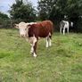 Purebread Hereford heifer Image 4