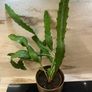 Cactus plant Image 4