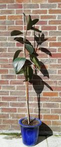 Ficus Elastica Rubber Plant