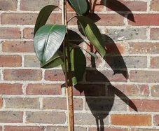 Ficus Elastica Rubber Plant