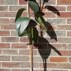 Ficus Elastica Rubber Plant