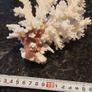 Real large white coral !!!!! Image 3