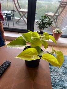 pothos