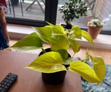 pothos