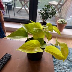 pothos