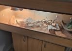Bearded Dragon & Enclosure Adoption