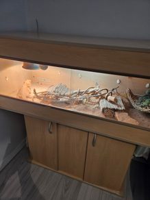 Bearded Dragon & Enclosure Adoption