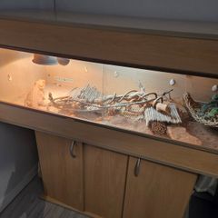 Bearded Dragon & Enclosure Adoption
