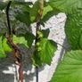 blackcurrant Image 2