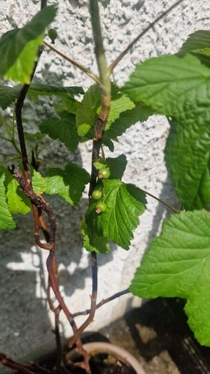 blackcurrant