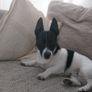 adop Image 3