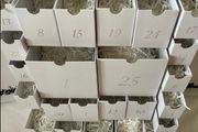 The white company