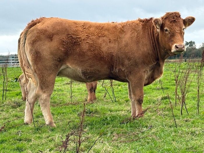 5 smashing incalf heifers