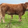 5 smashing incalf heifers Image 5