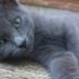Paolcia
