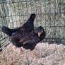 chickens Image 10