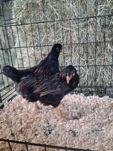 chickens