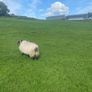 Hoggets Image 6