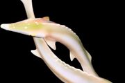 Elegant, rare great sturgeon pair fine porcelain