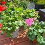 Gerinums Image 3