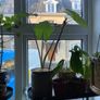 Indoor/ Outdoor Plants Image 7