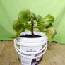 Chinese Money Plant - Pilea peperomioides Image 3