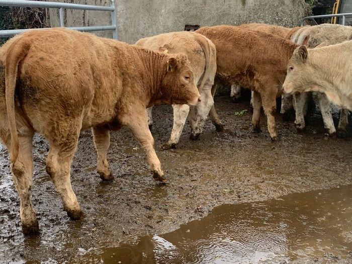35 super 380kg charlaois heifers