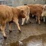 35 super 380kg charlaois heifers Image 6