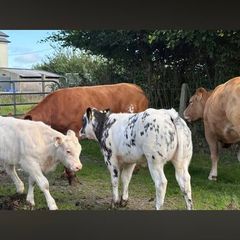 Suckler cows
