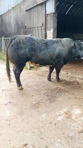 Bull