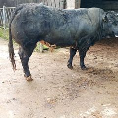 Bull