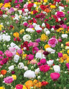 Garden Bulbs