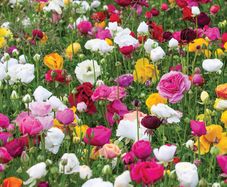 Garden Bulbs