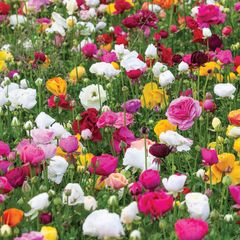 Garden Bulbs