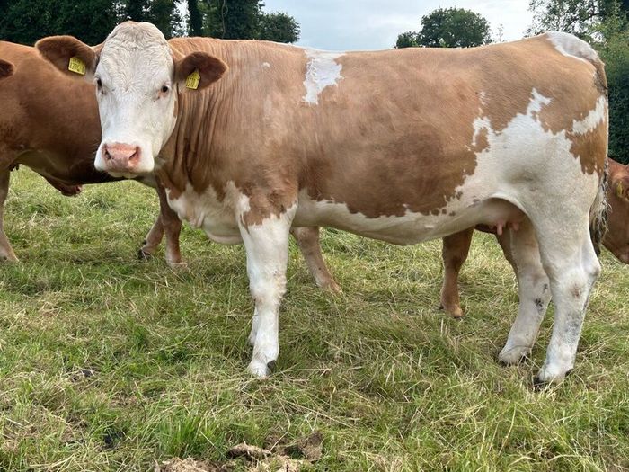 Springing and incalf heifers