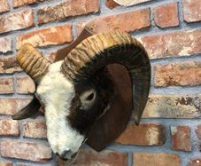 vintage taxidermy