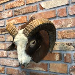 vintage taxidermy