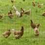 1M x 10M Chicken Wire Mesh Roll Rabbit Poultry Animal Fence PVC Coated Steel Metal Garden Netting Fencing Image 4