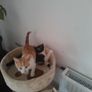 Kittens Image 3