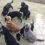 Pet minder in the comfort of their own homes. Image 4