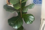 Large ficus