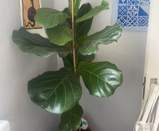 Large ficus