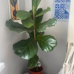 Large ficus