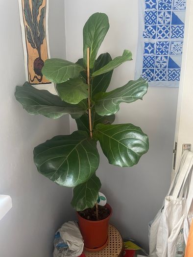 Large ficus