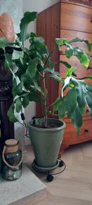 Epiphyllum oxypetalum Queen of the Night