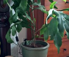 Epiphyllum oxypetalum Queen of the Night