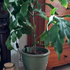 Epiphyllum oxypetalum Queen of the Night